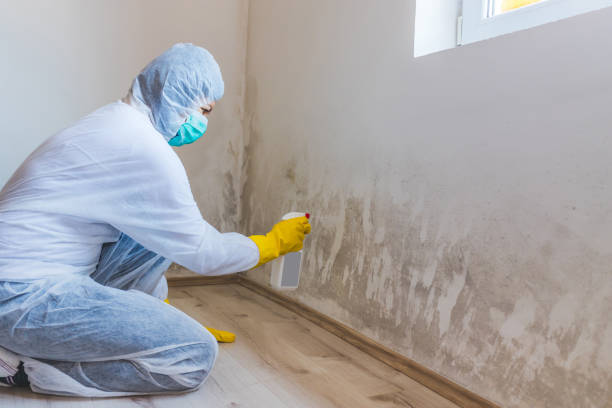 Licensed Hvac And Air Duct Mold Remediation service in Marne, MI - 24 Hour Mold Removal