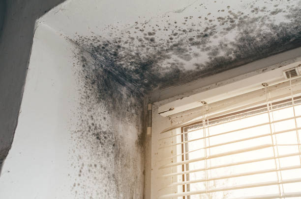 Affordable Hvac And Air Duct Mold Remediation solutions in Marne, MI